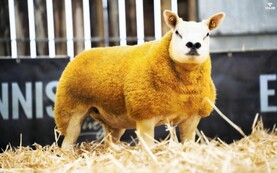 Watch: Christmas Belle Texels ring out at €3,900 in Carrick