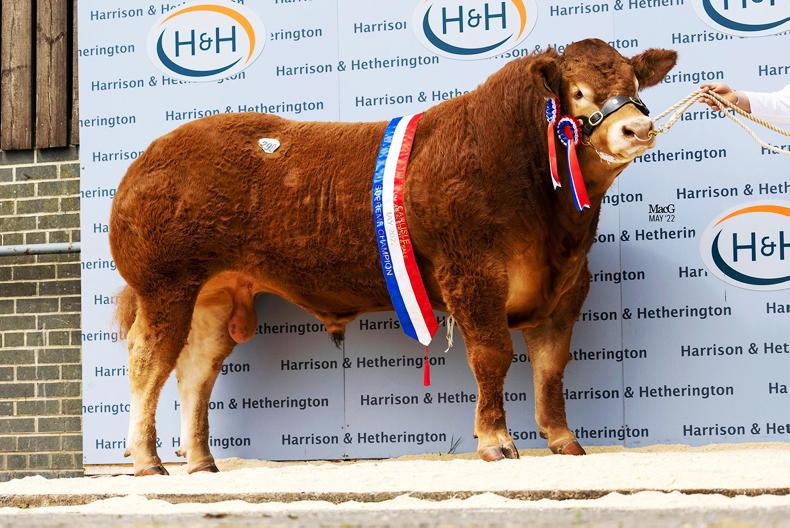 What bulls sired the top commercial show calves in 2025