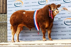 What bulls sired the top commercial show calves in 2025