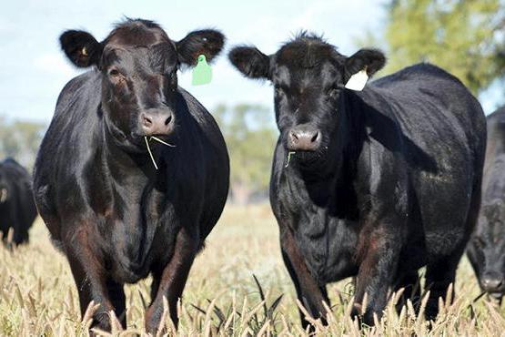 Australian breed societies announce In-house genetic evaluation platforms