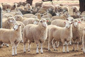 25kg carcase weights helping to bolster Australian sheep production