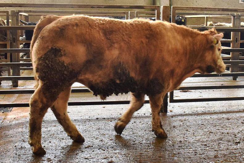 NI farmers producing heavier cattle in 2025