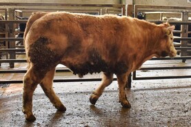 NI farmers producing heavier cattle in 2025