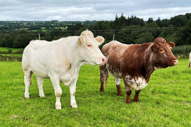 Genetics in your herd: the role of myostatin in breeding females