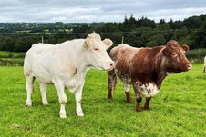 Genetics in your herd: the role of myostatin in breeding females