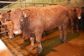 Revised age limit in NI beef scheme