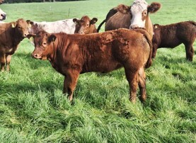 Top five Farmer Writes videos from 2025