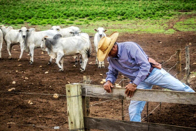 Watch: farming in Brazil - where culture and tradition collide 