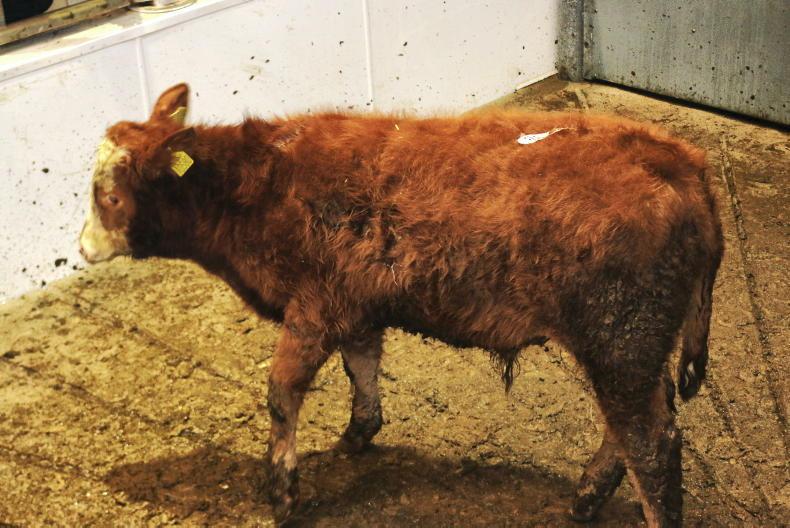 Bull weanling sells for €7/kg in support of Stand 4 Feile