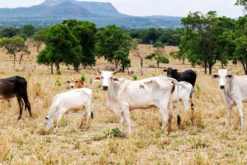 Global beef supplies to drop by 3% in 2026 - Rabobank research