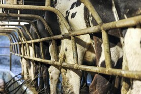 ICMSA slams latest milk price cut 