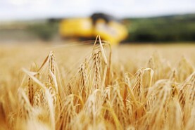 Crop insurance for Irish farmers to be examined in next CAP
