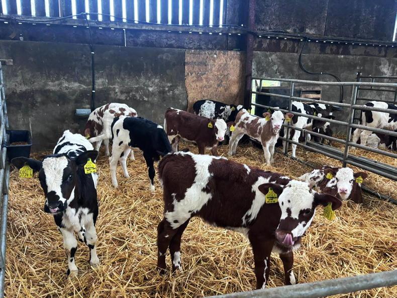 Autumn calving is nearly complete