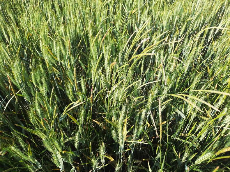 Blackgrass seed coming from straw imports