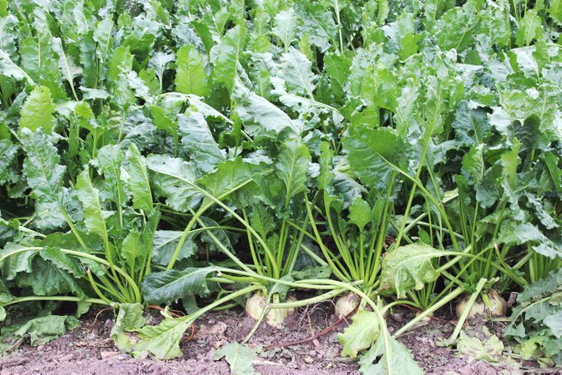 Dempsey at Large: the slippery slope continues