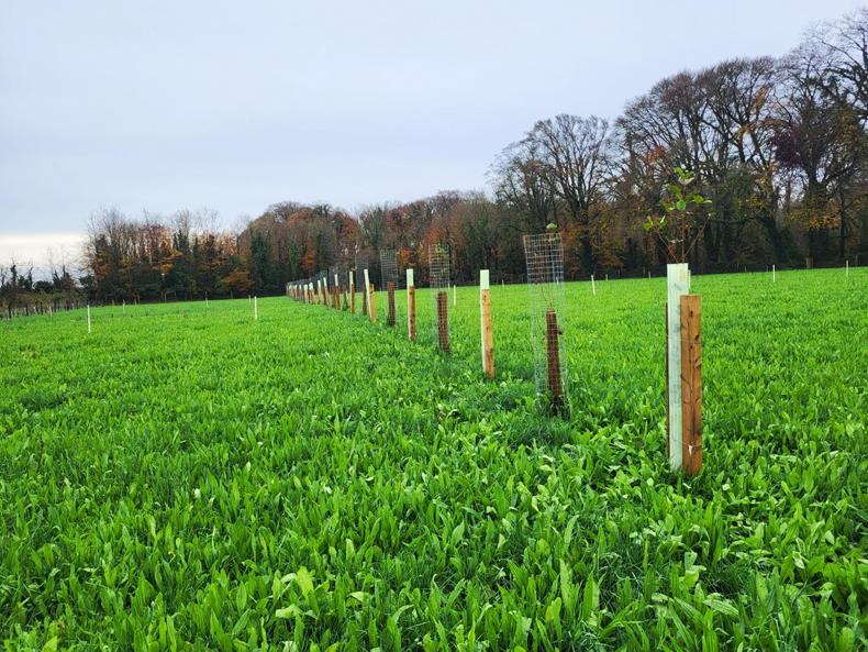 Why knowledge sharing will be key to Irish agroforestry