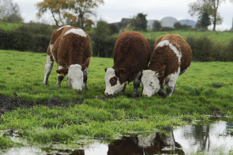 Liver fluke forecast shows high risk in midlands, west and north