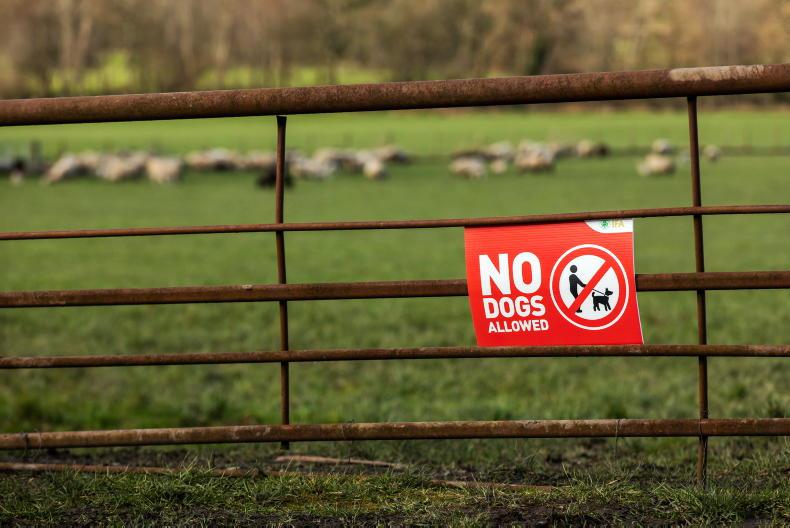 Dog attacks on livestock hit six-year high