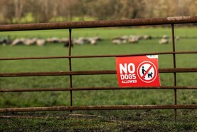 Dog attacks on livestock hit six-year high