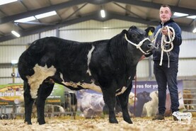 Watch: breeding heifers raise the roof in Carrick 