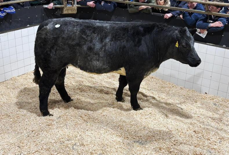 Camera at the Mart: high of €10,800 for in-calf heifers in Balla