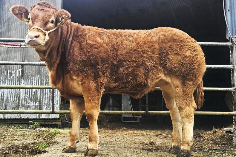 Meenross pair make the money in Clare