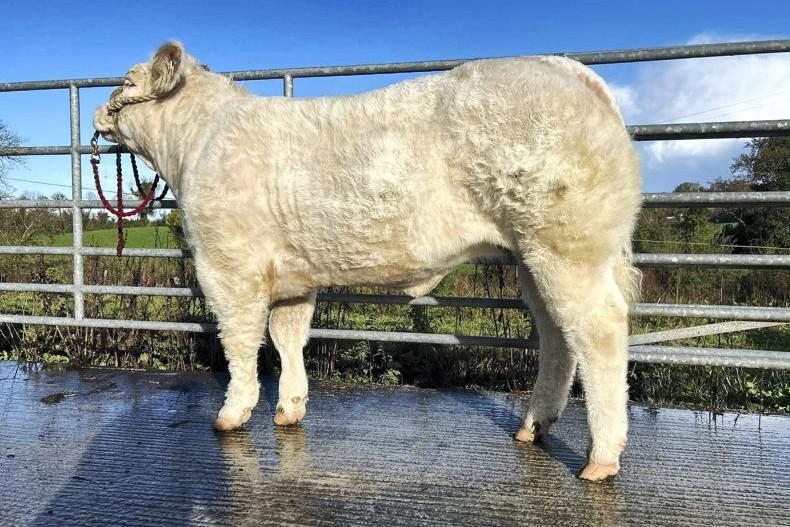 Violette hits the high note in Roscommon