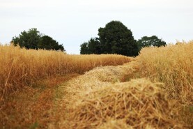 Two-crop rule leeway only for holdings under 30ha