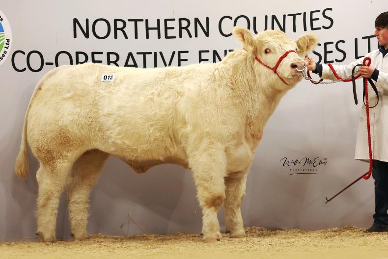 Demand for Charolais heifers outstrips supply in Swatragh 