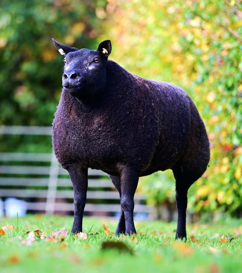 Blue Texel Star Jinx 11 leads Carson sale