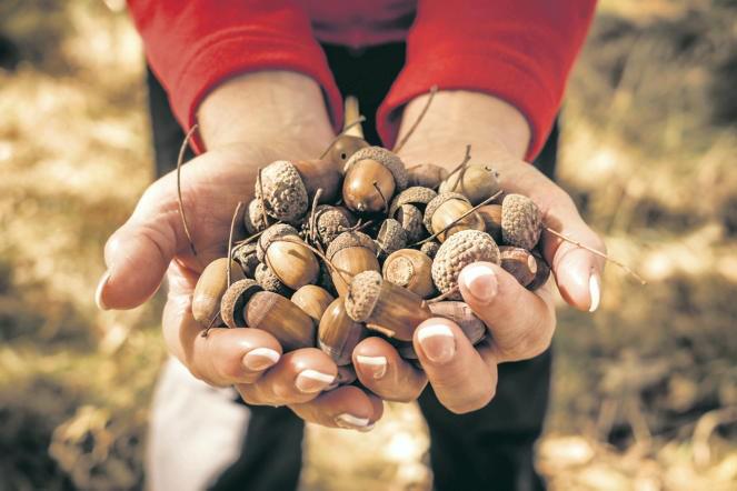 AFBI warns of acorn poisoning in sheep