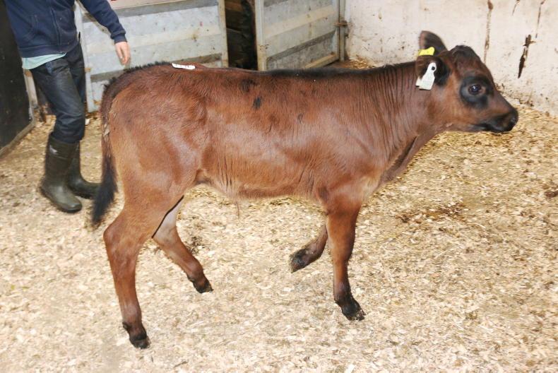 Camera at the Mart: calf trade on fire in New Ross
