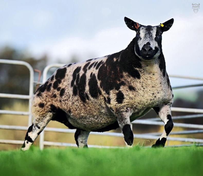 Record-breaking Firefly sets Ballymena alight