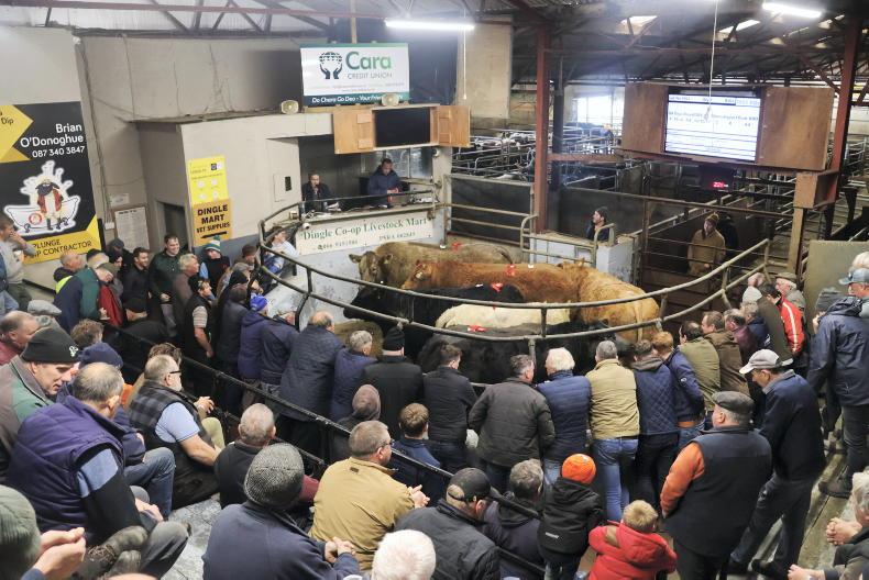 Priest blesses cattle at Dingle Mart's 50th anniversary