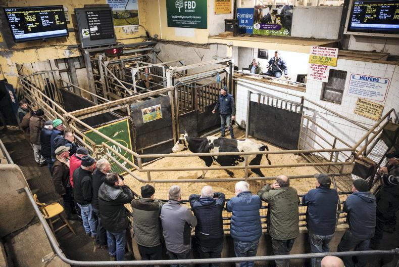 Camera at the Mart: no let-up in numbers at Tullamore