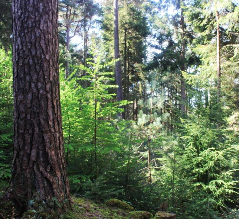 How one farmer is offsetting his greenhouse gas emissions