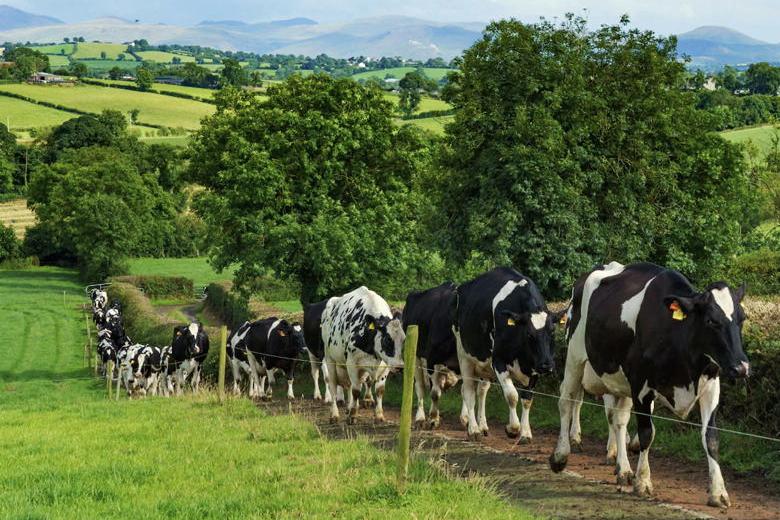 The farmers behind the Golden Arches