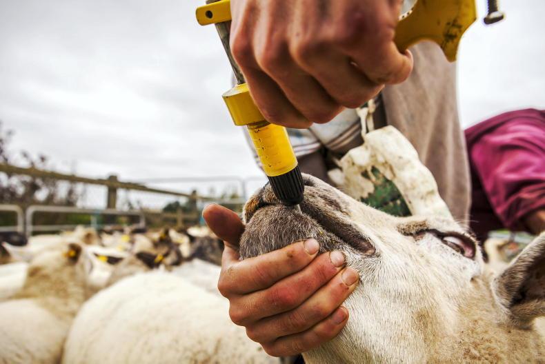 Risk of fluke treatment happening too early