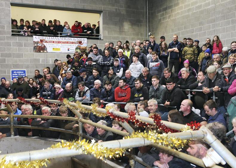 Big prices for bull nuts