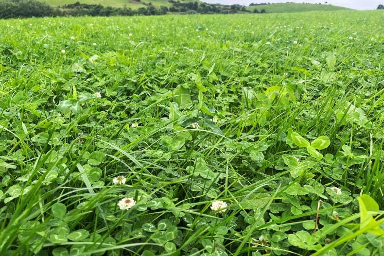 1,200 farmers due €300/ha for clover and multi-species swards