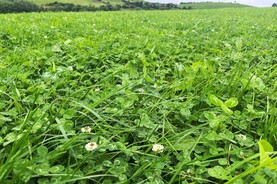 1,200 farmers due €300/ha for clover and multispecies swards