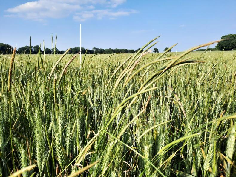 Imported straw could carry billions of blackgrass seeds