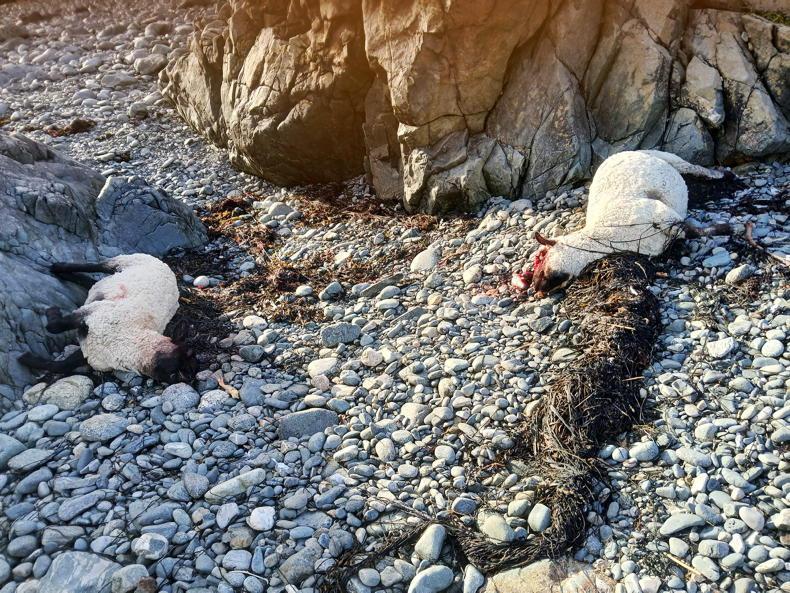 Two-thirds of fines against dog owners are being left unpaid 