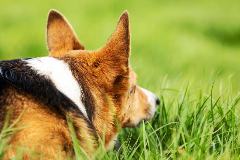 Half of dogs in pounds not microchipped  