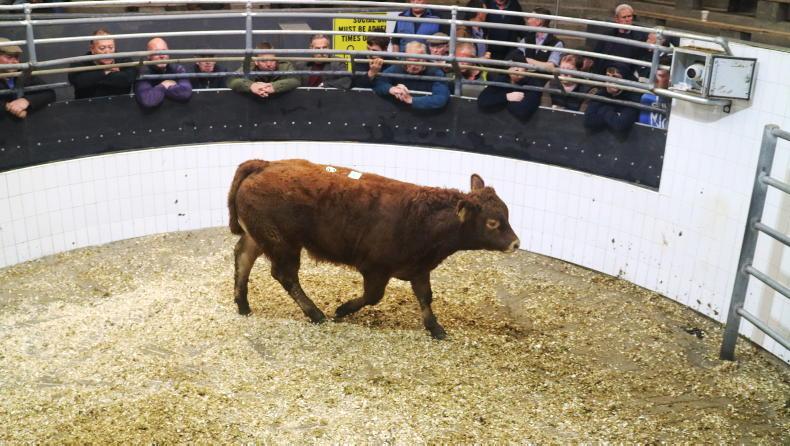 Weanling prices in a ‘different league’