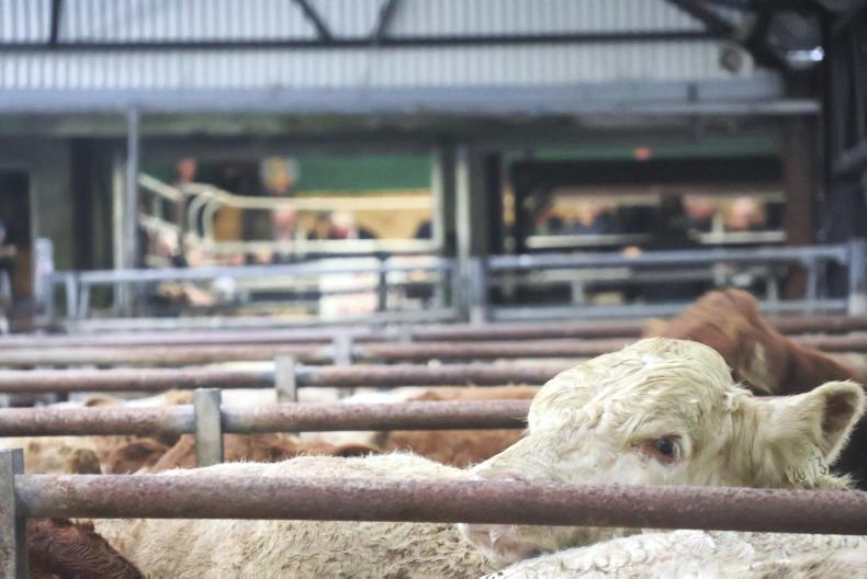 Shed of weanlings that used to cost €100,000 now costing €250,000 - finisher