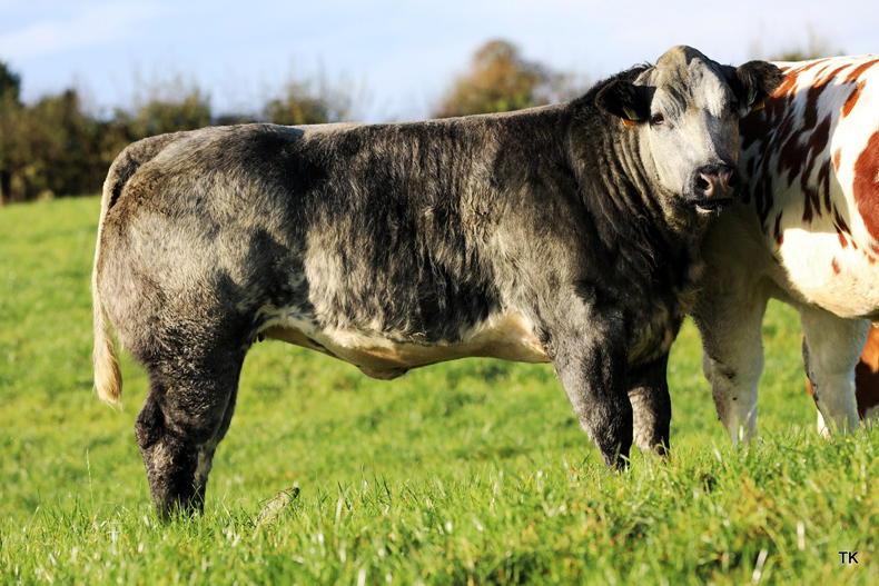 Camera at the Mart: Elphin sees roaring trade for maiden heifers