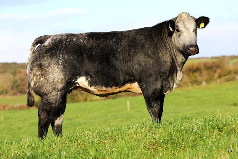 Martbids Database: numbers and trade ease