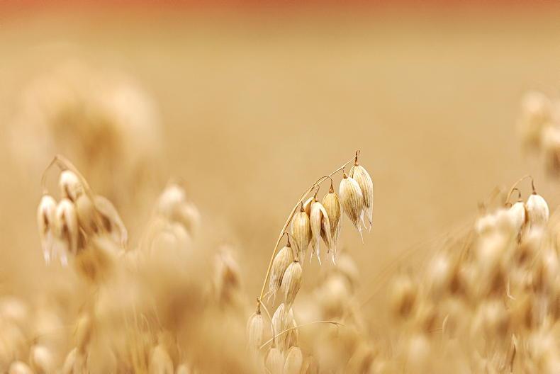 Irish grain can help to reduce emissions from milk production