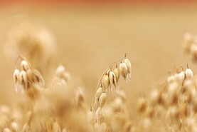 Irish grain can help to reduce emissions from milk production